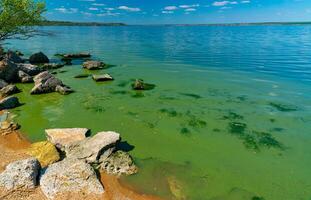 Eutrophication of the Khadzhibey estuary, blooms in the water of the blue-green algae Microcystis aeruginosa photo