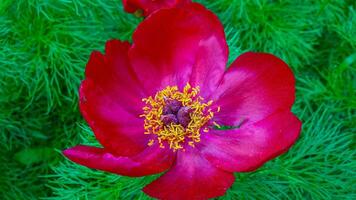 Red flowers of wild peony angustifolia Paeonia tenuifolia photo