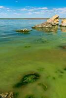 Eutrophication of the Khadzhibey estuary, blooms in the water of the blue-green algae Microcystis aeruginosa photo