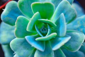 Close-up, succulent leaves of a succulent plant Echeveria sp. in a botanical garden collection photo