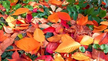 Beautiful red-yellow cherry and sakura leaves fallen to the ground in autumn photo