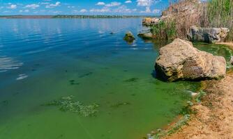 Eutrophication of the Khadzhibey estuary, blooms in the water of the blue-green algae Microcystis aeruginosa photo