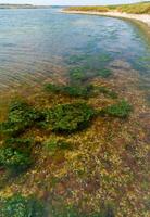 Green and red algae on rocks in shallow water near the shore in the Tiligul Estuary photo