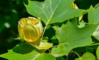 Liriodendron tulipifera - Yellow flowers on a background of green leaves photo