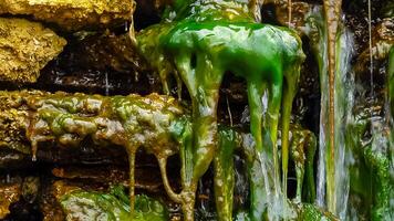 Green Algae Enteromorpha, Ulva grows in a small waterfall with salt water photo