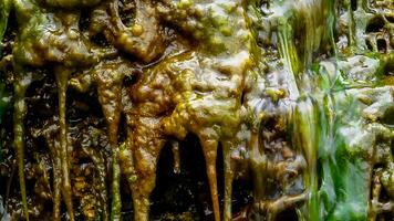 Green Algae Enteromorpha, Ulva grows in a small waterfall with salt water photo