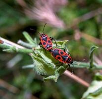 The firebug Pyrrhocoris apterus, mating bugs on a green plant photo