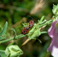 The firebug Pyrrhocoris apterus, mating bugs on a green plant photo