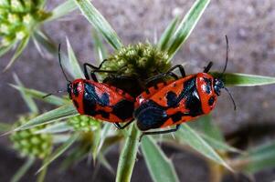 The shield bug Eurydema ornata, mating bugs on a green plant photo