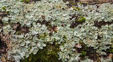 Lichens, moss and mushrooms on a rotten tree photo