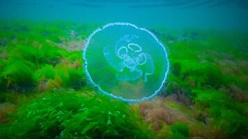 Moon jelly Aurelia aurita -moon jellyfish, common jellyfish photo