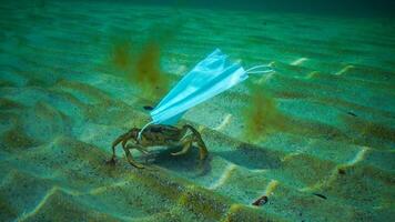 Large crab Carcinus entangled in medical mask, ocean pollution with plastic debris photo