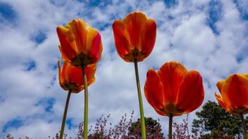 Tulips bloom in spring in the botanical garden, bottom up view photo