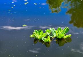 acuático plantas flotante en el superficie de el agua pistia estratiotes foto