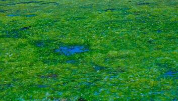 Accumulation of green algae Ulva and Enteromorpha near the shore in a salt lake on the Tiligul estuary photo