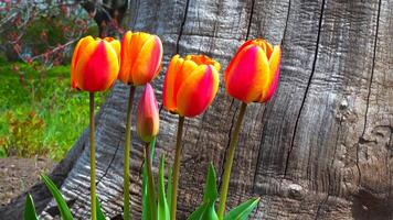 Tulips and other colorful flowers bloom in spring in the botanical garden photo