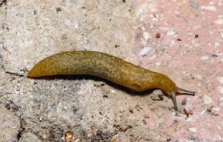 Limacus flavus - crawling yellow slug in the garden photo