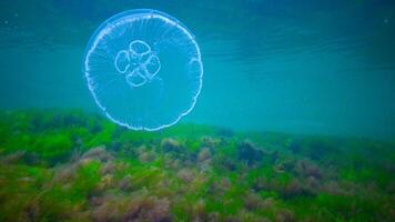 Moon jelly Aurelia aurita -moon jellyfish, common jellyfish photo