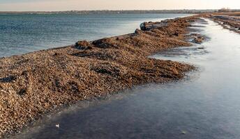 Storm emissions from algae and mollusk shells on the shore of the Tiligul Estuary, Ukraine photo