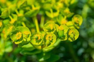 Yellow-green flowers of ornamental garden Euphorbia photo
