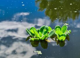 acuático plantas flotante en el superficie de el agua pistia estratiotes foto