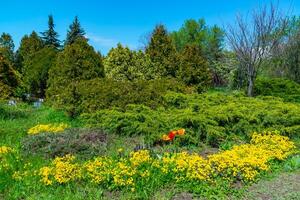 Flower bed with different types of plants against the background of coniferous trees in spring in a botanical garden photo
