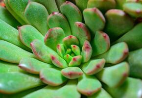 Close-up, succulent leaves of a succulent plant Echeveria agavoides in a botanical collection photo