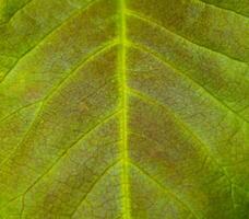 Reticulate leaf venation, structure of the leaf blade of higher plants photo
