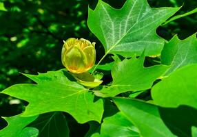 Liriodendron tulipifera - Yellow flowers on a background of green leaves photo