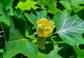 Liriodendron tulipifera - Yellow flowers on a background of green leaves photo
