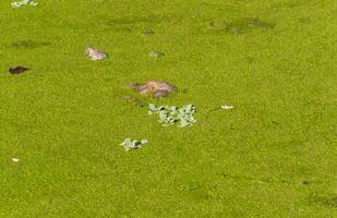 Tropical Pistia in a lake completely overgrown with duckweed and Wolffia photo