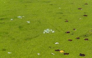 Tropical Pistia in a lake completely overgrown with duckweed and Wolffia photo