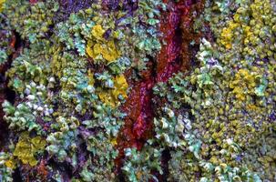 Lichens overgrown tree trunk, symbiosis of fungus and algae, indicator species photo
