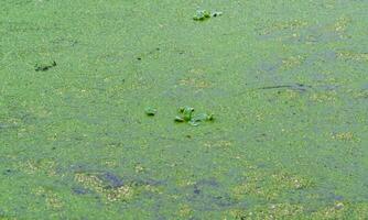 Tropical Pistia in a lake completely overgrown with duckweed and Wolffia in Odessa photo