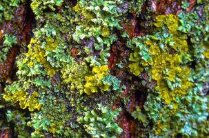 Lichens overgrown tree trunk, symbiosis of fungus and algae, indicator species photo