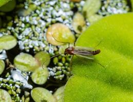 A mosquito sits on a leaf of the invasive species Pistia stratiotes photo