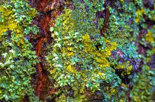 Lichens overgrown tree trunk, symbiosis of fungus and algae, indicator species photo