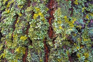 Lichens overgrown tree trunk, symbiosis of fungus and algae, indicator species photo