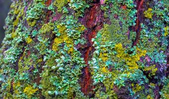 Lichens overgrown tree trunk, symbiosis of fungus and algae, indicator species photo