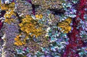 Lichens overgrown tree trunk, symbiosis of fungus and algae, indicator species photo