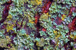 Lichens overgrown tree trunk, symbiosis of fungus and algae, indicator species photo