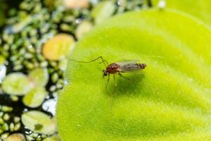 A mosquito sits on a leaf of the invasive species Pistia stratiotes photo