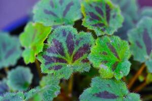 Begonia sp. - Close-up of a green-red leaf of a begonia plant from a collection photo