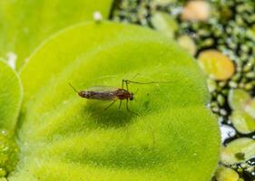 A mosquito sits on a leaf of the invasive species Pistia stratiotes photo