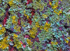 Lichens overgrown tree trunk, symbiosis of fungus and algae, indicator species photo
