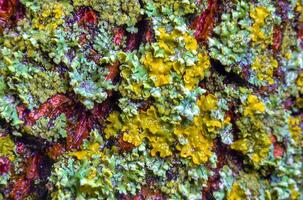 Lichens overgrown tree trunk, symbiosis of fungus and algae, indicator species photo