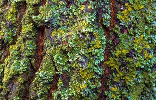 Lichens overgrown tree trunk, symbiosis of fungus and algae, indicator species photo