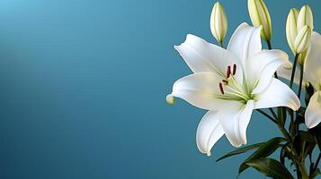 White lily flower on a blue background with copy space for text sympathy card photo
