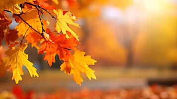 Orange Maple leaves on a Branch with sun rays, Morning Autumn Blurred Background photo