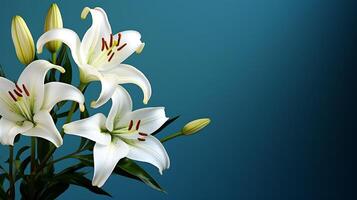 White lilies on a blue background with copy space for text photo